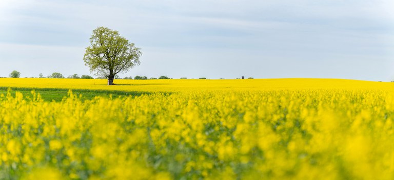 Brandenburg_Frühling