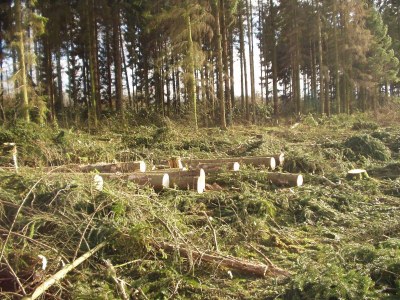 Räumung im Hambacher Forst